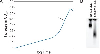 Real-time monitoring of the formation of OxLDL Real-time monitoring of the formation of OxLDL