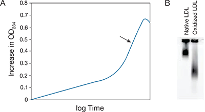 Real-time monitoring of the formation of OxLDL Real-time monitoring of the formation of OxLDL