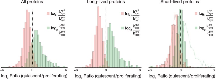 TMT-SILAC hyperplexing to measure synthesis and degradation rates in cells TMT-SILAC hyperplexing to measure synthesis and degradation rates in cells