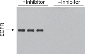 Inhibition of phosphatase activity in human colorectal carcinoma cell lysate Inhibition of phosphatase activity in human colorectal carcinoma cell lysate