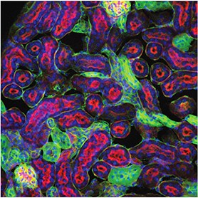 Confocal image of a fluorescently stained mouse kidney Confocal image of a fluorescently stained mouse kidney