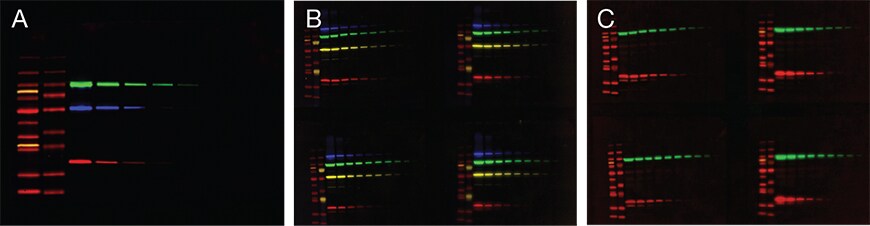Multiplexed fluorescence western blots visualized on the iBright FL1000 Imaging System Multiplexed fluorescence western blots visualized on the iBright FL1000 Imaging System