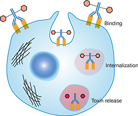 Internalization of an antibody–drug conjugate Internalization of an antibody–drug conjugate