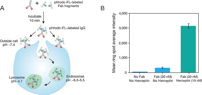 Zenon antibody labeling for following antibody internalization Zenon antibody labeling for following antibody internalization