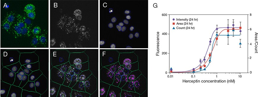HCA of HER2-positive cells incubated with pHrodo iFL Red–labeled Herceptin HCA of HER2-positive cells incubated with pHrodo iFL Red–labeled Herceptin