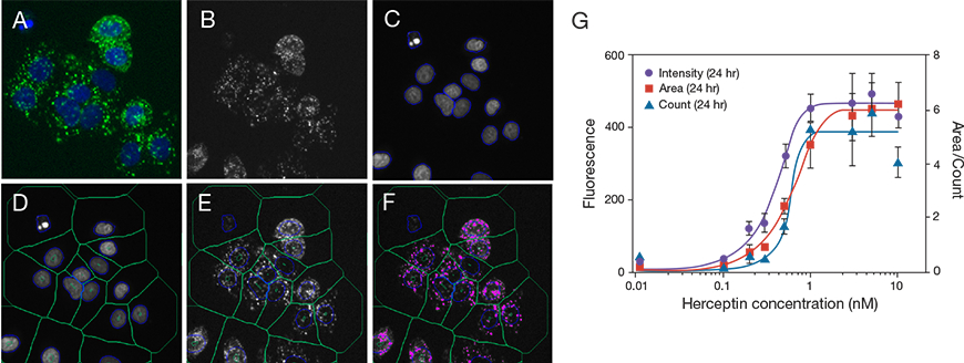 HCA of HER2-positive cells incubated with pHrodo iFL Red–labeled Herceptin HCA of HER2-positive cells incubated with pHrodo iFL Red–labeled Herceptin