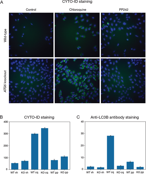 Use of an ATG5 knockout cell line to determine probe specificity for macroautophagy Use of an ATG5 knockout cell line to determine probe specificity for macroautophagy