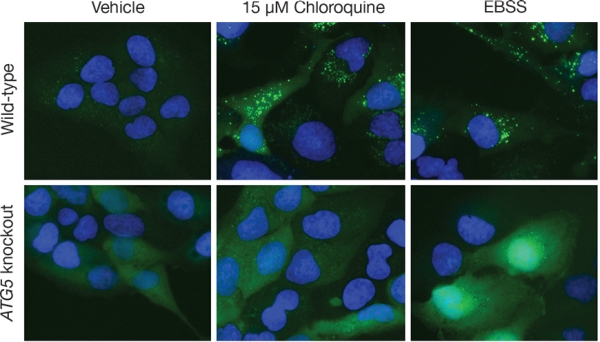 Specificity of labeling with Premo Autophagy Sensors Specificity of labeling with Premo Autophagy Sensors