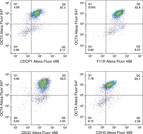 Coexpression of stem cell–specific cell-surface proteins and OCT4 Coexpression of stem cell–specific cell-surface proteins and OCT4