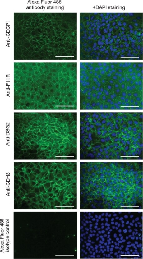 Immunostaining of undifferentiated MEL1 human embryonic stem cells Immunostaining of undifferentiated MEL1 human embryonic stem cells