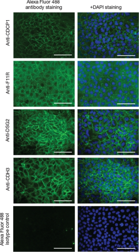 Immunostaining of undifferentiated MEL1 human embryonic stem cells Immunostaining of undifferentiated MEL1 human embryonic stem cells