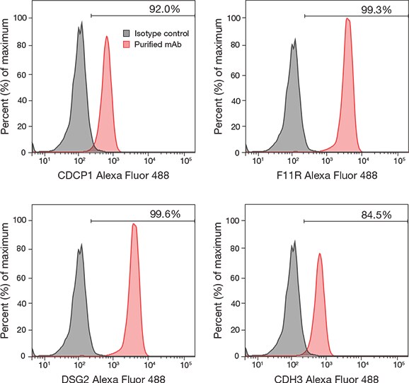 Immunostaining of undifferentiated human pluripotent stem cells using CSTEM clones Immunostaining of undifferentiated human pluripotent stem cells using CSTEM clones