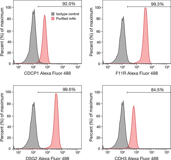 Immunostaining of undifferentiated human pluripotent stem cells using CSTEM clones Immunostaining of undifferentiated human pluripotent stem cells using CSTEM clones