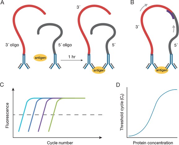 How ProQuantum immunoasssays work How ProQuantum immunoasssays work
