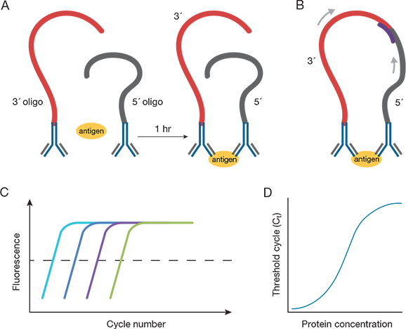 How ProQuantum immunoasssays work How ProQuantum immunoasssays work