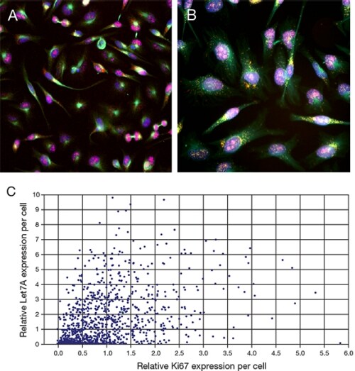 Use of the ViewRNA Cell Plus Assay to examine Let7A mRNA and Ki67 protein Use of the ViewRNA Cell Plus Assay to examine Let7A mRNA and Ki67 protein