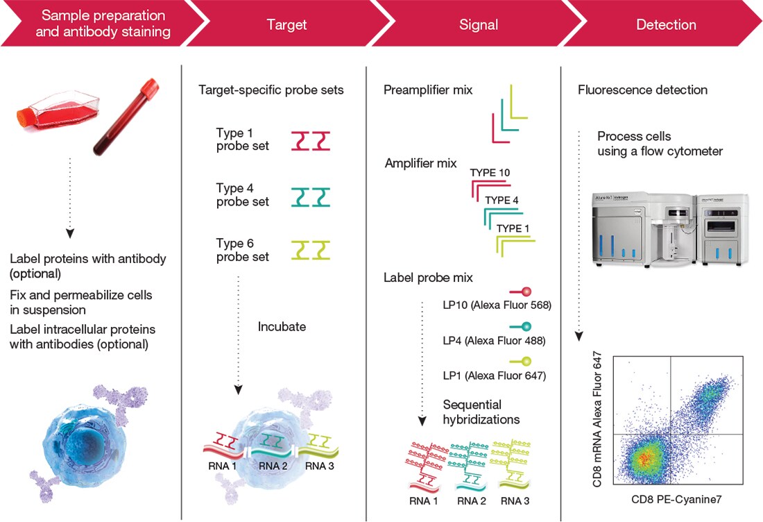 The PrimeFlow RNA Assay workflow The PrimeFlow RNA Assay workflow