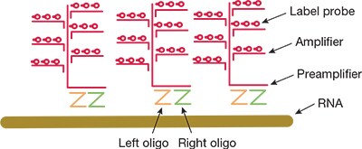 Branched DNA amplification scheme Branched DNA amplification scheme