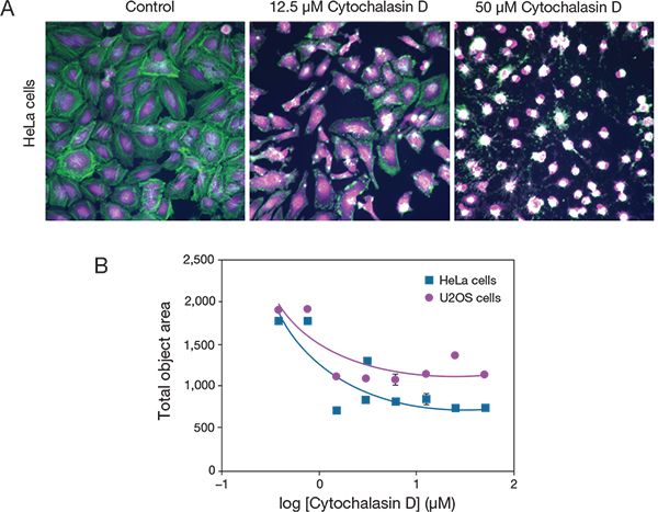 Cytochalasin D disrupts actin filaments Cytochalasin D disrupts actin filaments