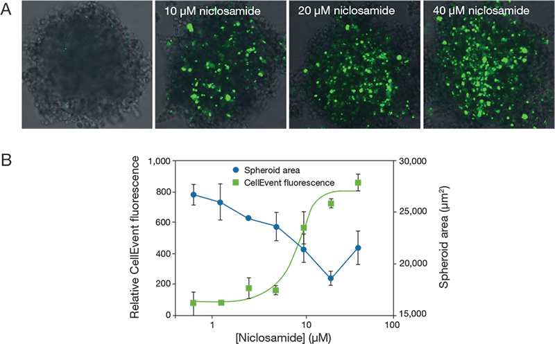 Detection of apoptosis in A549 spheroids treated with niclosamide Detection of apoptosis in A549 spheroids treated with niclosamide