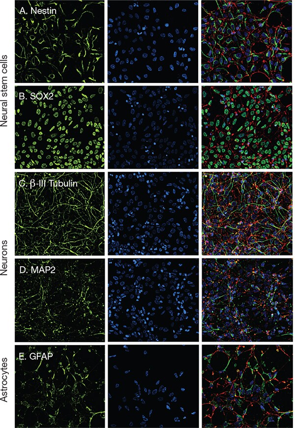 Characterization of neural antibodies using differentiated embryonic stem cells Characterization of neural antibodies using differentiated embryonic stem cells