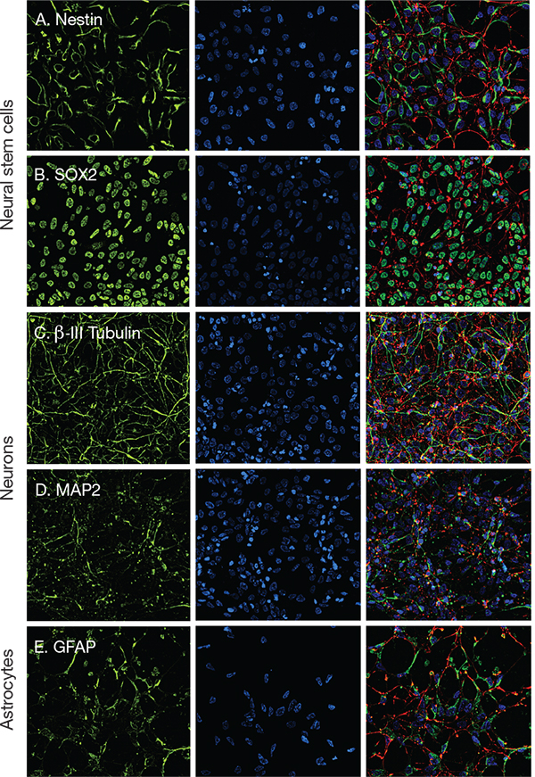 Characterization of neural antibodies using differentiated embryonic stem cells Characterization of neural antibodies using differentiated embryonic stem cells