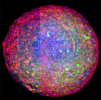 Clearing and fluorescent staining of brain spheroids Clearing and fluorescent staining of brain spheroids