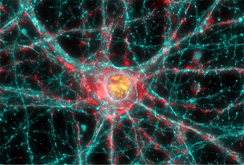 显示小鼠皮层神经元 显示小鼠皮层神经元