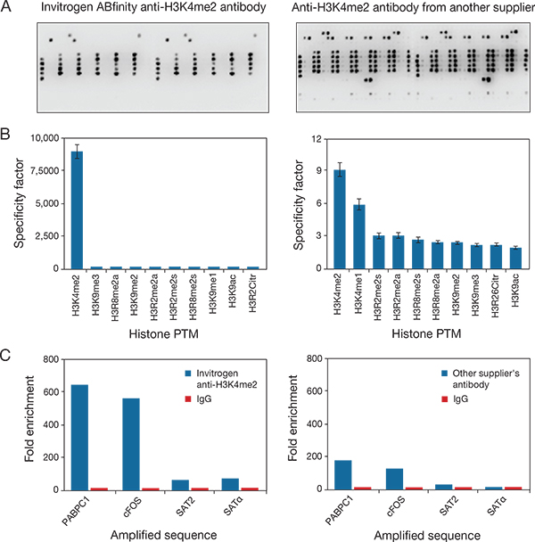 Specificity analysis and functional validation of two anti-H3K4me2 antibodies Specificity analysis and functional validation of two anti-H3K4me2 antibodies