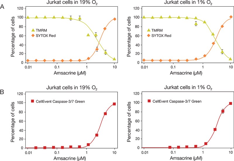 Secondary assays to examine cellular responses to amsacrine treatment Secondary assays to examine cellular responses to amsacrine treatment