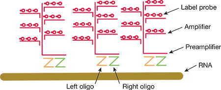 Branched DNA amplification Branched DNA amplification