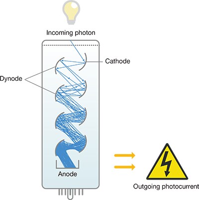 A photomultiplier tube detector for a flow cytometer A photomultiplier tube detector for a flow cytometer