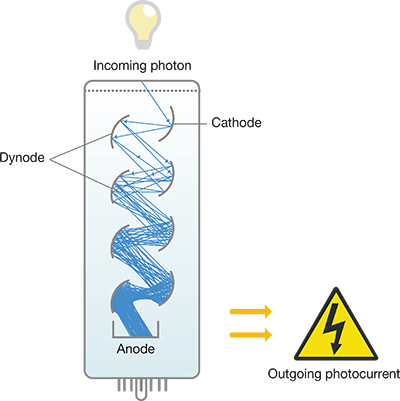 A photomultiplier tube detector for a flow cytometer A photomultiplier tube detector for a flow cytometer