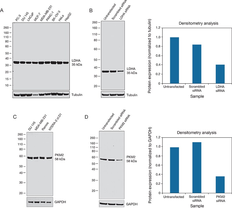 Confirmation of LDHA and PKM2 antibody specificity Confirmation of LDHA and PKM2 antibody specificity