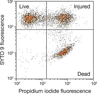 Staining of Pasteurella multocida using the LIVE/DEAD BacLight Bacterial Viability Kit Staining of Pasteurella multocida using the LIVE/DEAD BacLight Bacterial Viability Kit