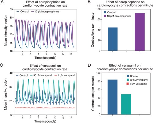 Effect of norepinephrine and verapamil on cardiomyocyte pulse rate Effect of norepinephrine and verapamil on cardiomyocyte pulse rate