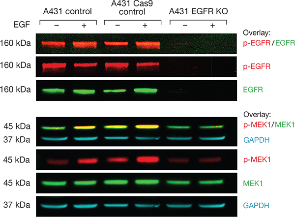 Western blot analysis of EGFR and its downstream target MEK1 using EGFR knockout cells Western blot analysis of EGFR and its downstream target MEK1 using EGFR knockout cells