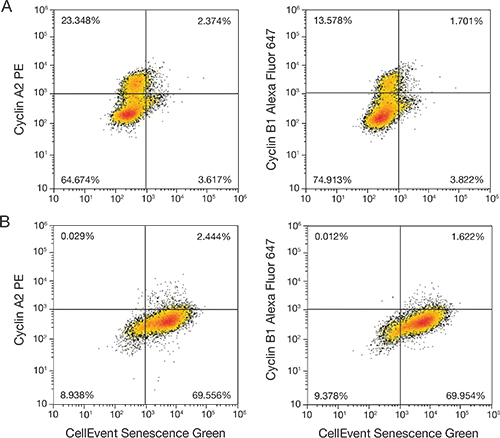 Decreased cyclin A2 and B1 with the onset of senescence Decreased cyclin A2 and B1 with the onset of senescence