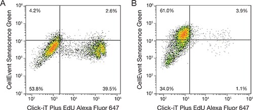 Decreased DNA synthesis in senescent cells Decreased DNA synthesis in senescent cells