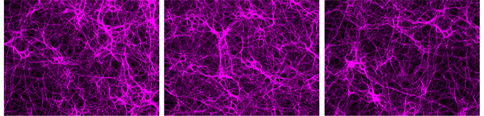 Figure 5. Live rat cortical neurons labeled with Tubulin Tracker Deep Red. 3-images-neurons-stained-tubulin-tracker-deep-red-probe