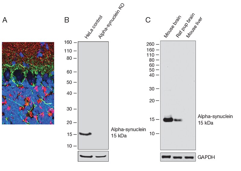 Figure 2. Assessment of alpha-synuclein antibody specificity. 2-western-blots-anti-alpha-synuclein-antibodies-protein-detection-1-immunofluorescence-section-stained-3-fluorescent-colors