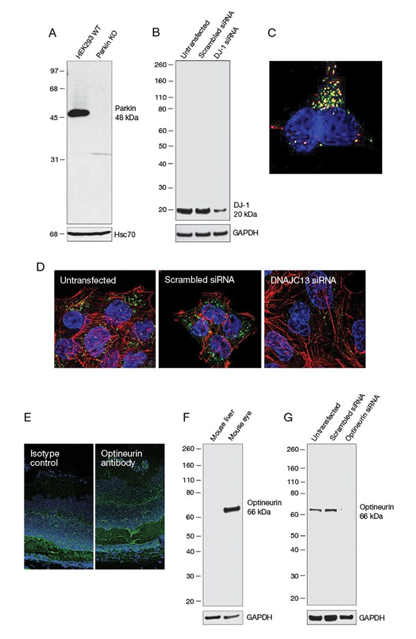 Figure 3. Assessment of antibody specificity. multi-panel-data-4-western-blots-2-immunofluorescence-tissue-sections-4-immunofluorescence-cells