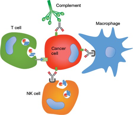 Figure 1. Mechanisms of cancer immunotherapy that employ both the adaptive and innate immune system. schematic showing a T cell, NK cell, macrophage, and complement attacking a cancer cell