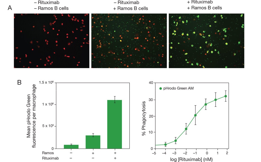 Figure 5. Quantitative imaging of antibody-dependent phagocytosis. high-content analysis (HCA) of antibody-dependent phagocytosis using CD20+ cells labeled with pHrodo Green