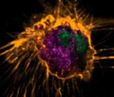 bioprobes-2011 BioProbes® Issues—2011