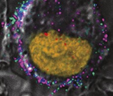 bioprobes-2012 BioProbes® Issues—2012