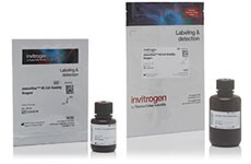 alamarBlue Cell Viability Assay alamarBlue Cell Viability Assay