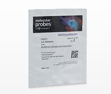 BrdU 标记和检测方案 | Thermo Fisher Scientific - CN
