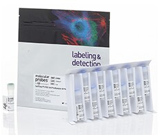 CellTrace™ CFSE Cell Proliferation Kit image of the CellTrace™ CFSE Cell Proliferation Kit