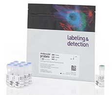 CellTrace™ Far Red Cell Proliferation Kit image of CellTrace™ Far Red Cell Proliferation Kit